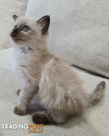 Beautiful Chocolate Point Ragdoll Kittens