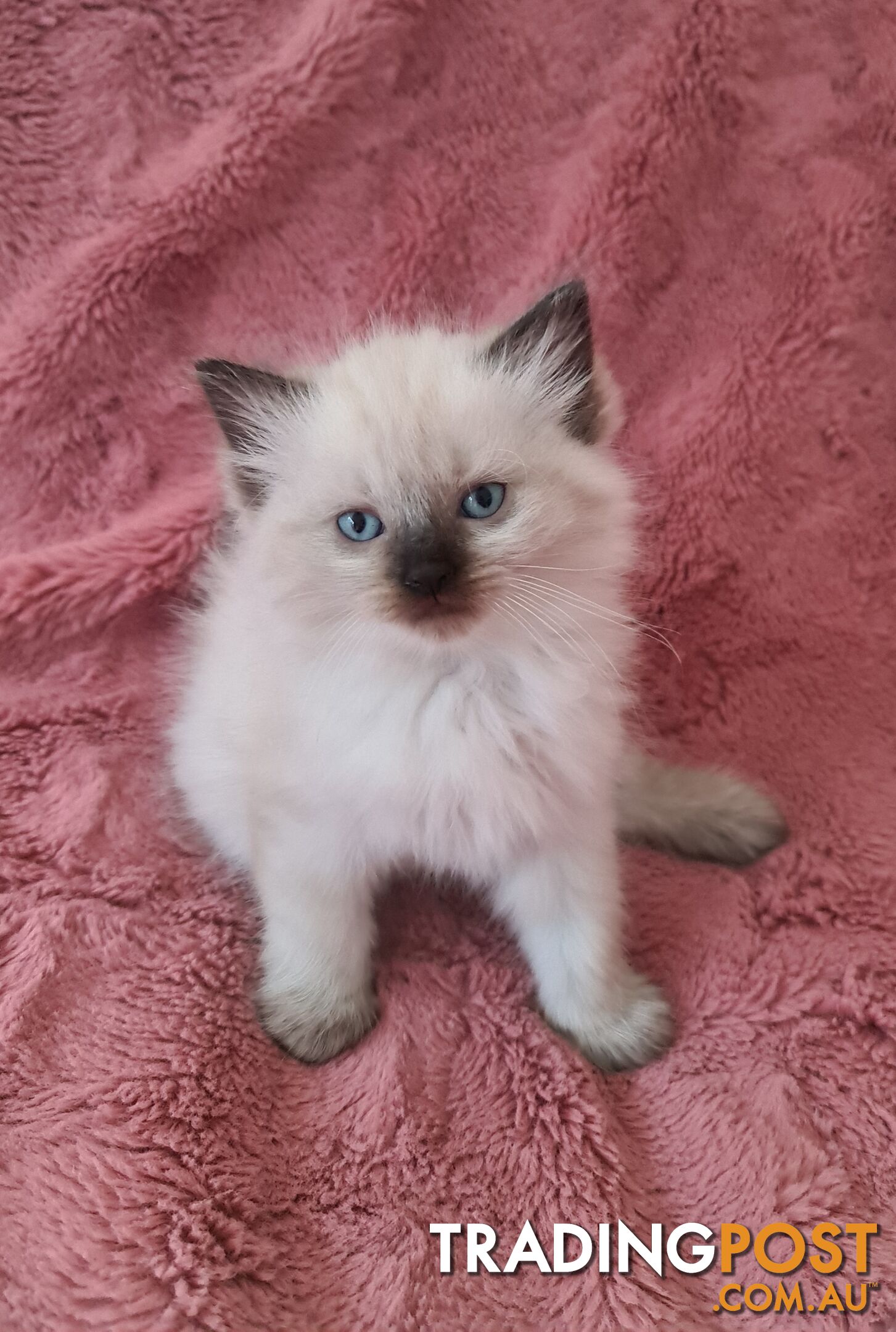 Beautiful Chocolate Point Ragdoll Kittens