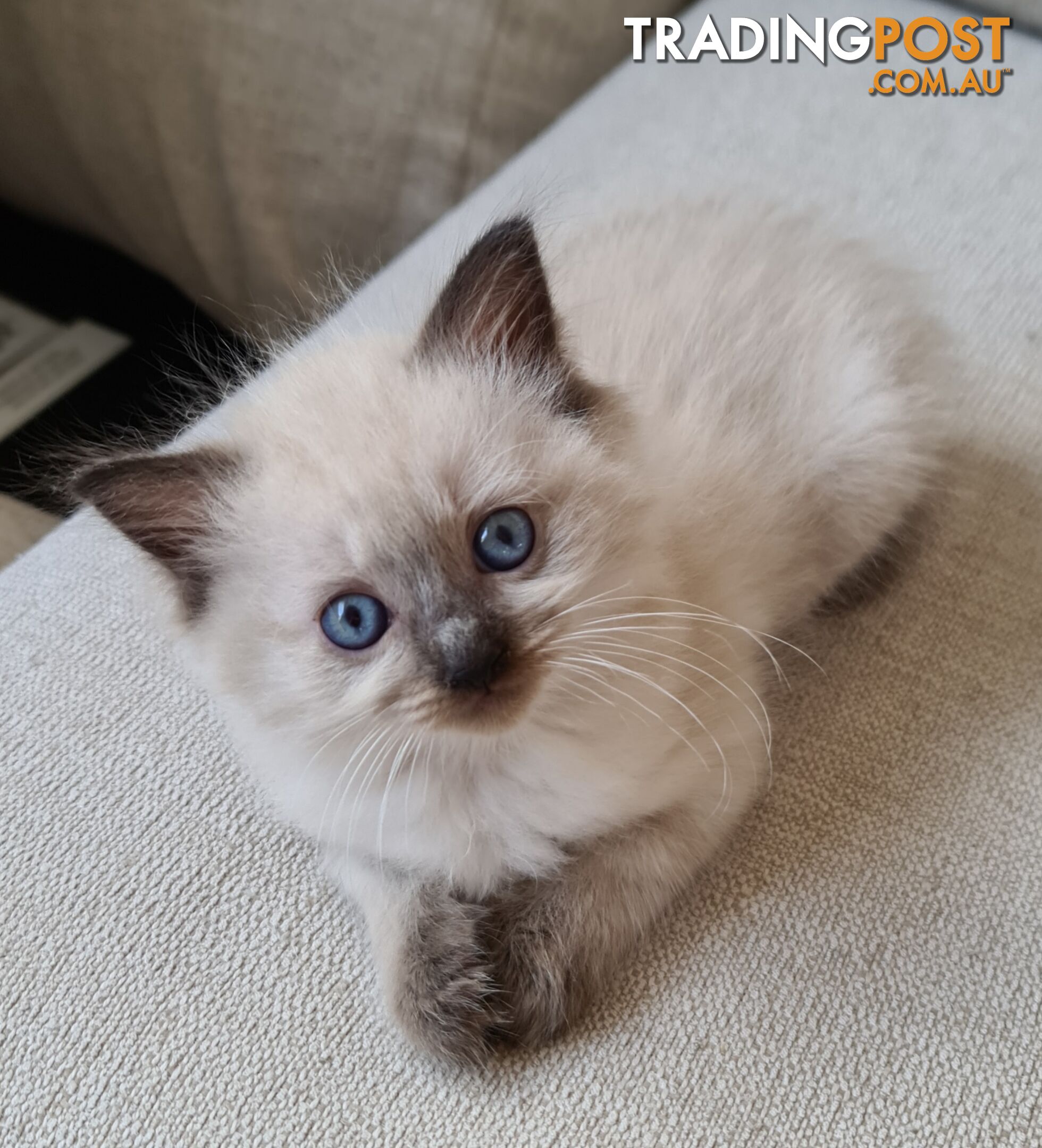 Beautiful Chocolate Point Ragdoll Kittens