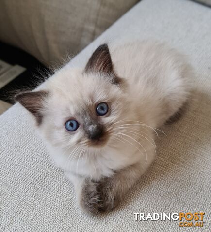 Beautiful Chocolate Point Ragdoll Kittens