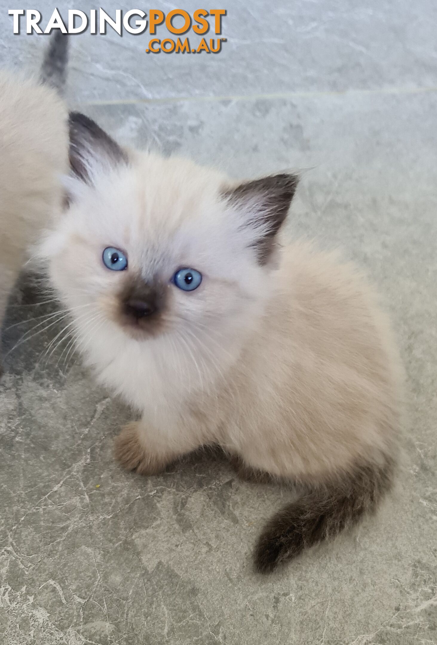 Beautiful Chocolate Point Ragdoll Kittens