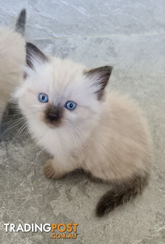 Beautiful Chocolate Point Ragdoll Kittens