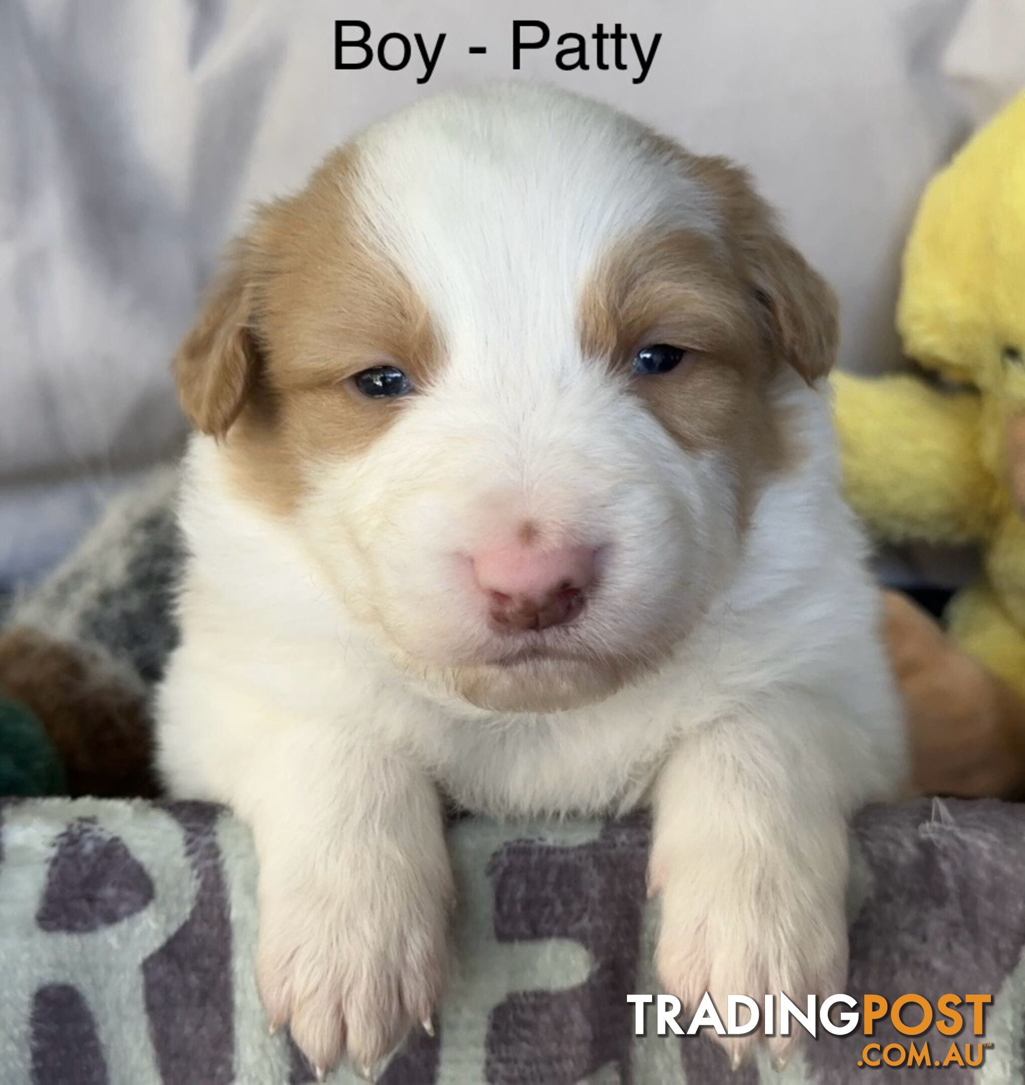 Border Collie Puppies