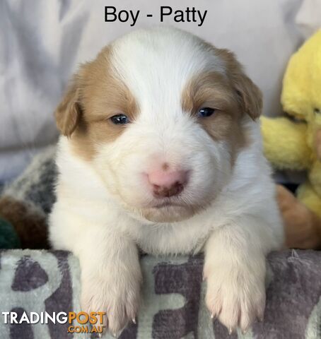 Border Collie Puppies