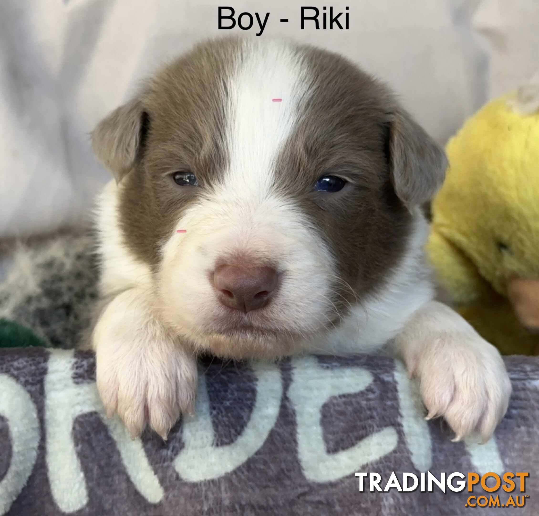 Border Collie Puppies