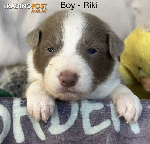 Border Collie Puppies