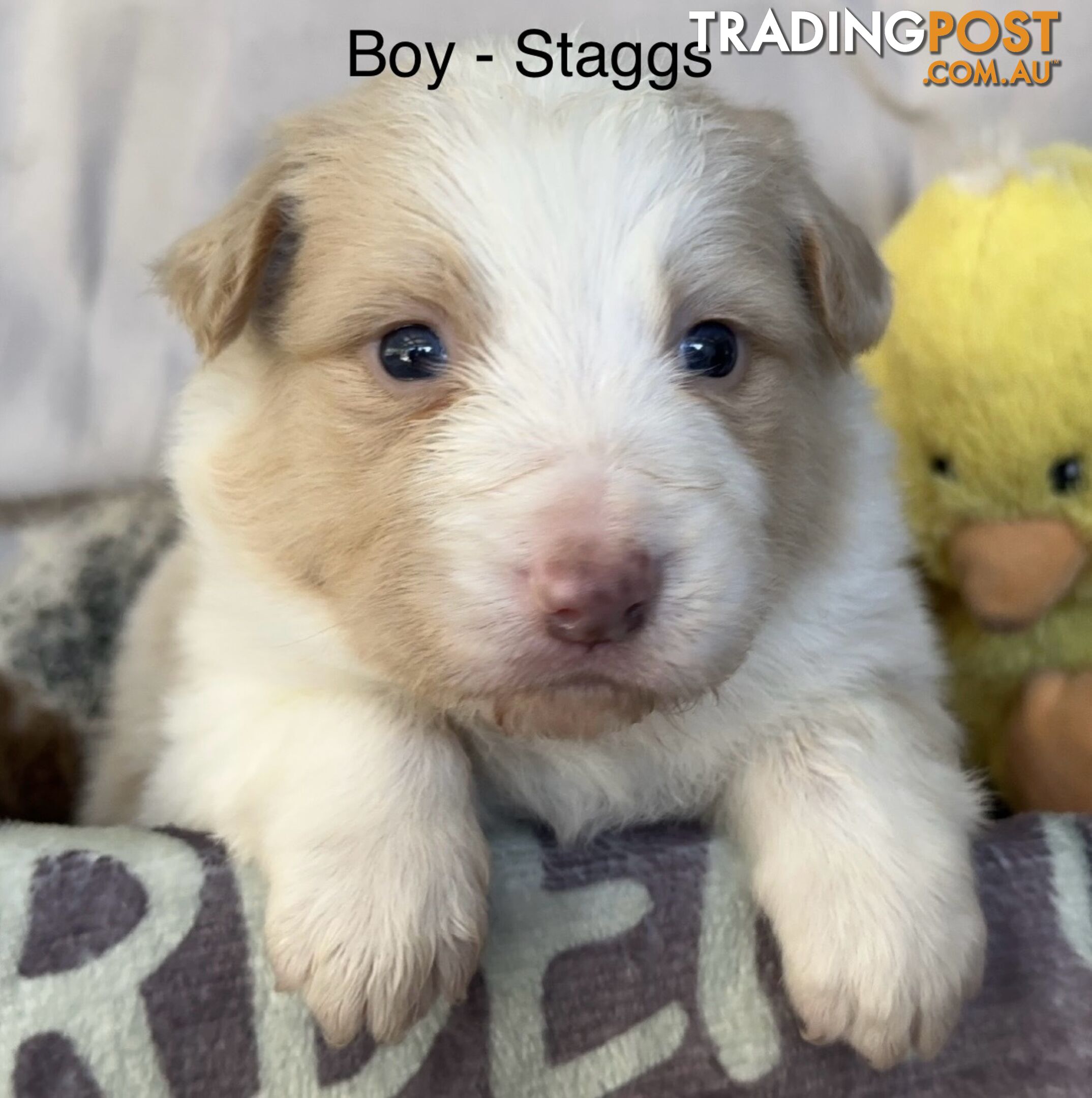 Border Collie Puppies