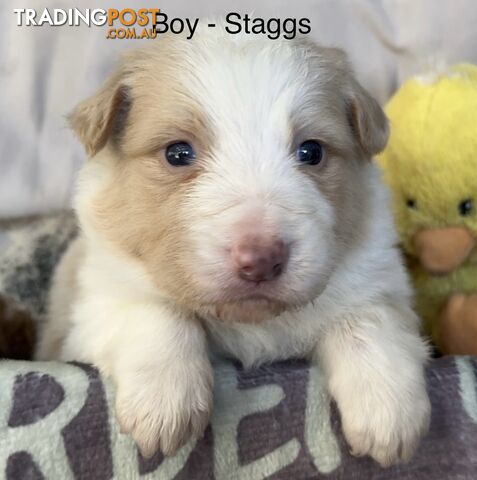 Border Collie Puppies