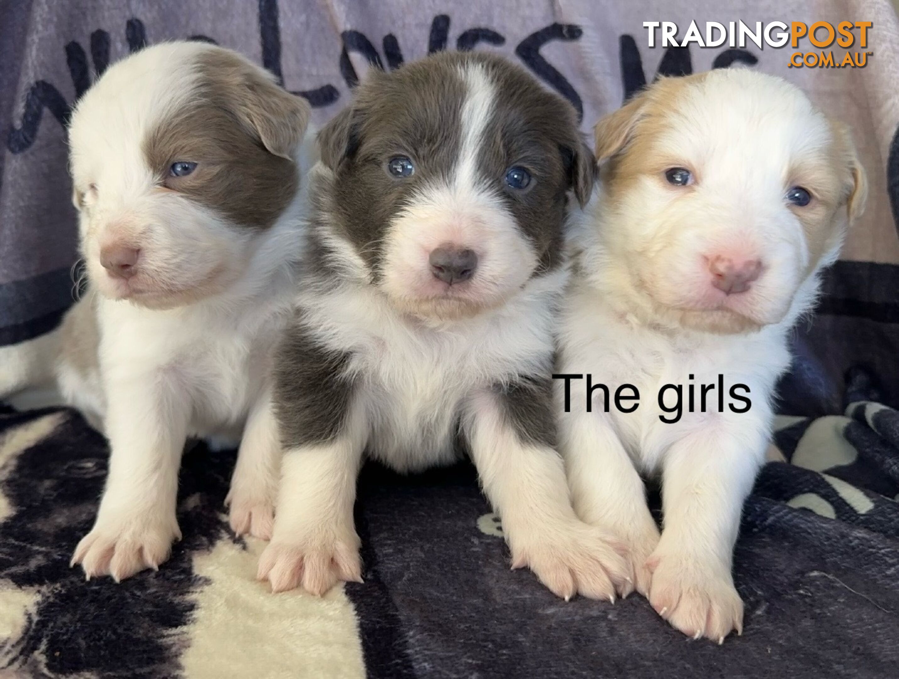 Border Collie Puppies