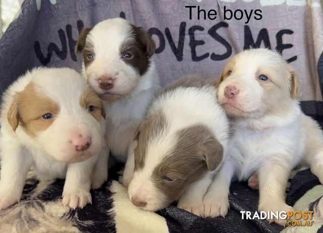 Border Collie Puppies