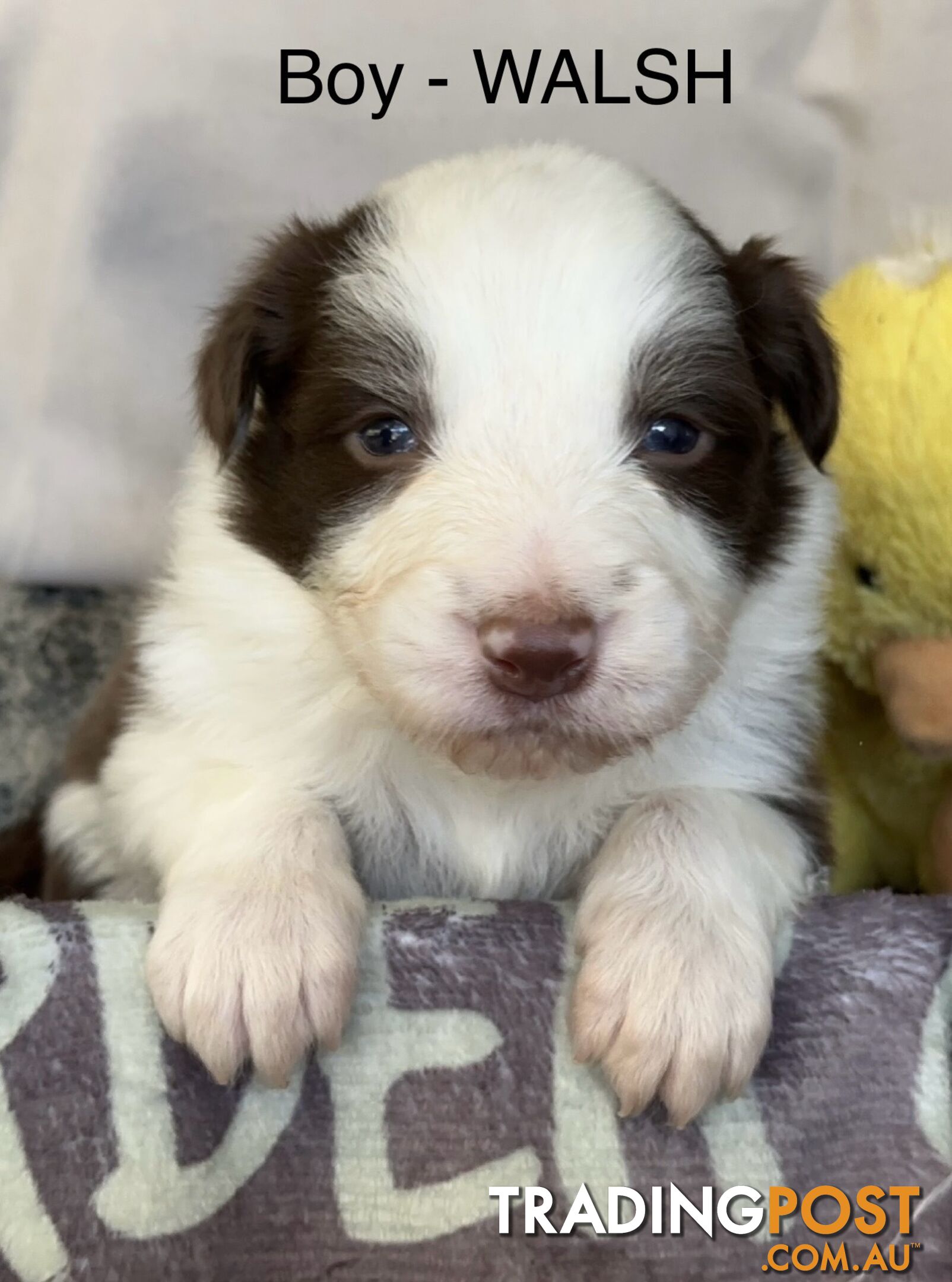 Border Collie Puppies