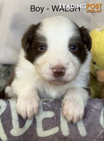 Border Collie Puppies