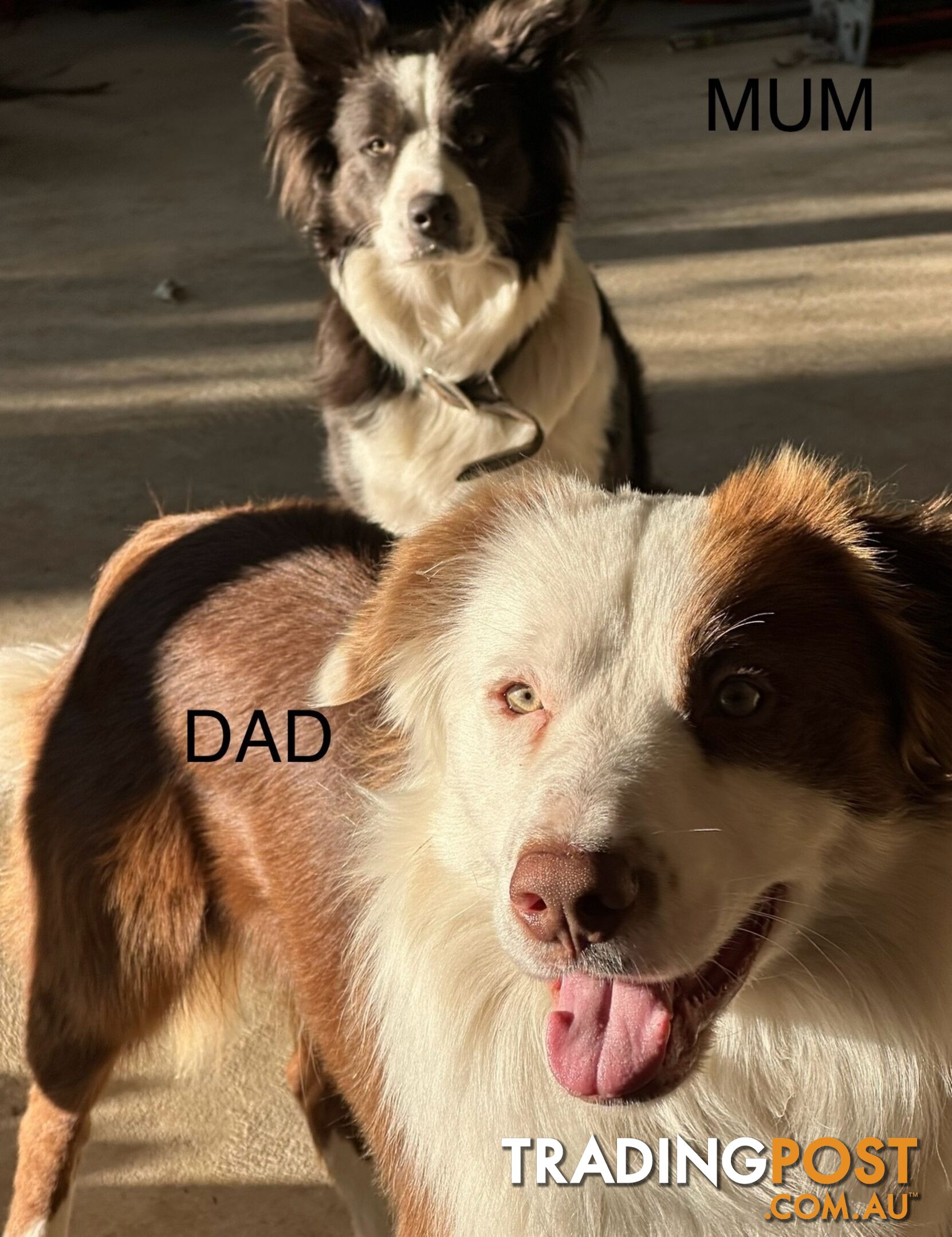 Border Collie Puppies