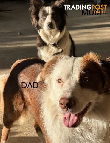 Border Collie Puppies