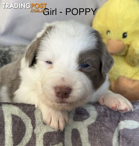 Border Collie Puppies