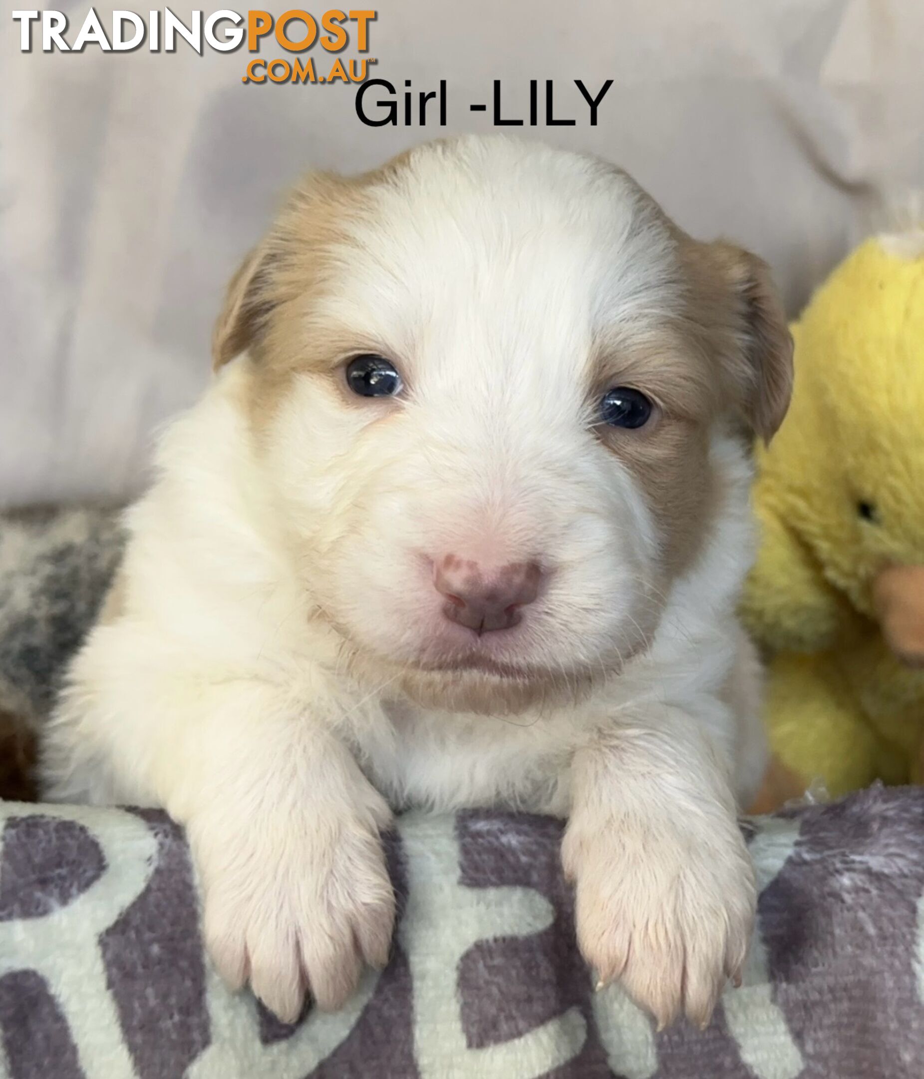 Border Collie Puppies