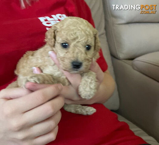 Purebred toy poodle puppies