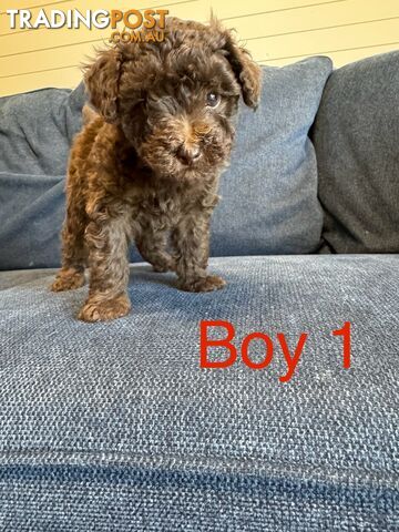 Poodle x Maltese puppies