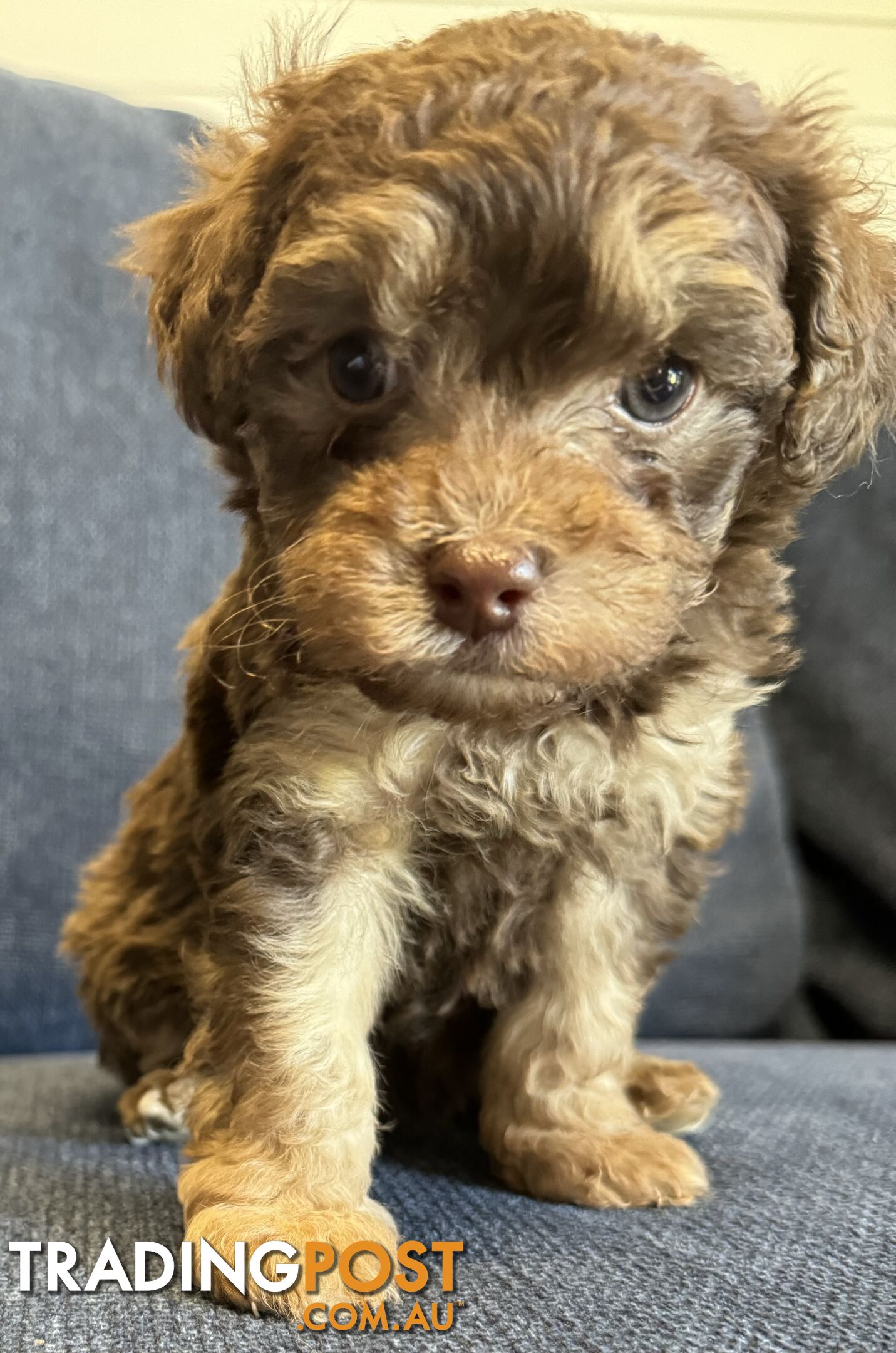 Poodle x Maltese puppies