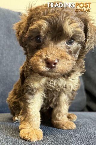 Poodle x Maltese puppies