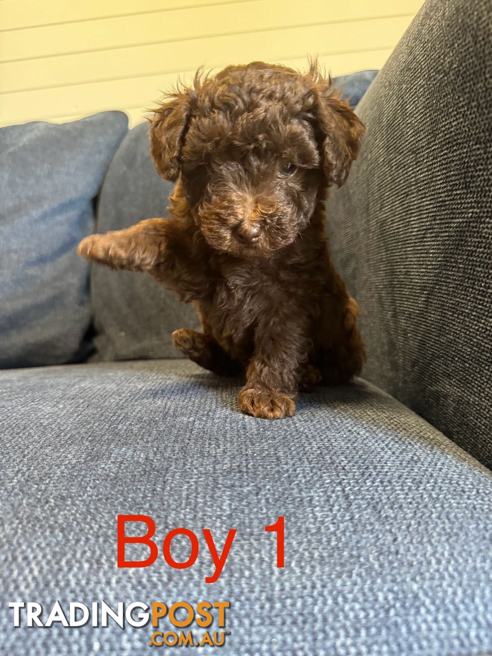 Poodle x Maltese puppies