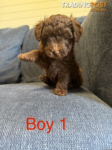 Poodle x Maltese puppies