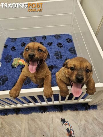 American Staffy x Rottweiler puppies