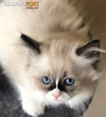 Ragdoll kittens Male and female Ready to leave 8 weeks old
