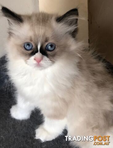 Ragdoll kittens Male and female Ready to leave 8 weeks old