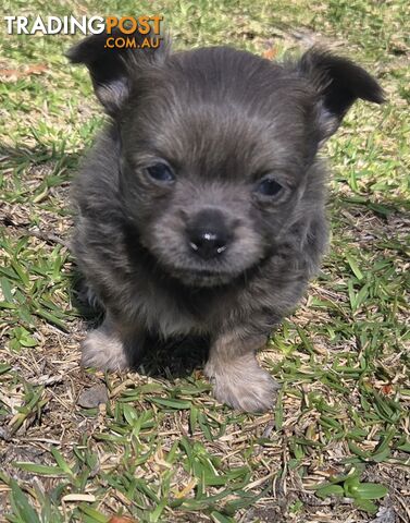 Chihuahua Long Haired Puppies