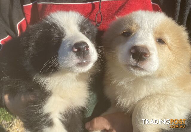 Border collie puppies