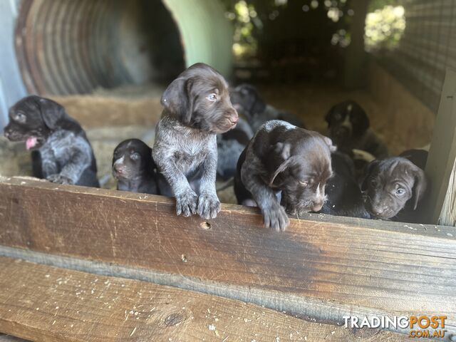 German wirehair pointer (GWP) puppies