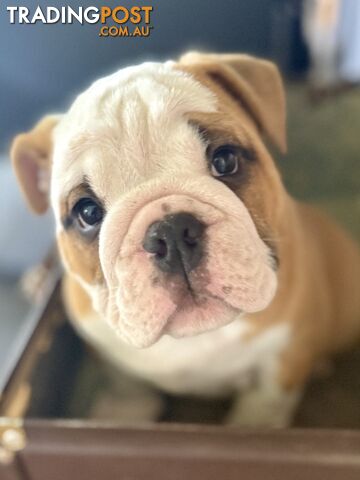 Quality British Bulldog Puppies Pedigree champion bloodlines