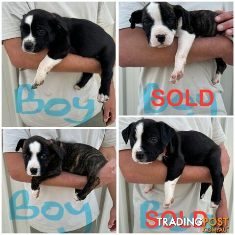 American Staffy Puppies. Need new homes ASAP!