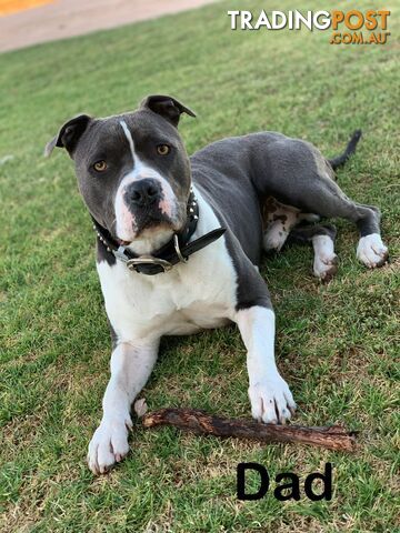 American Staffy Puppies. Need new homes ASAP!