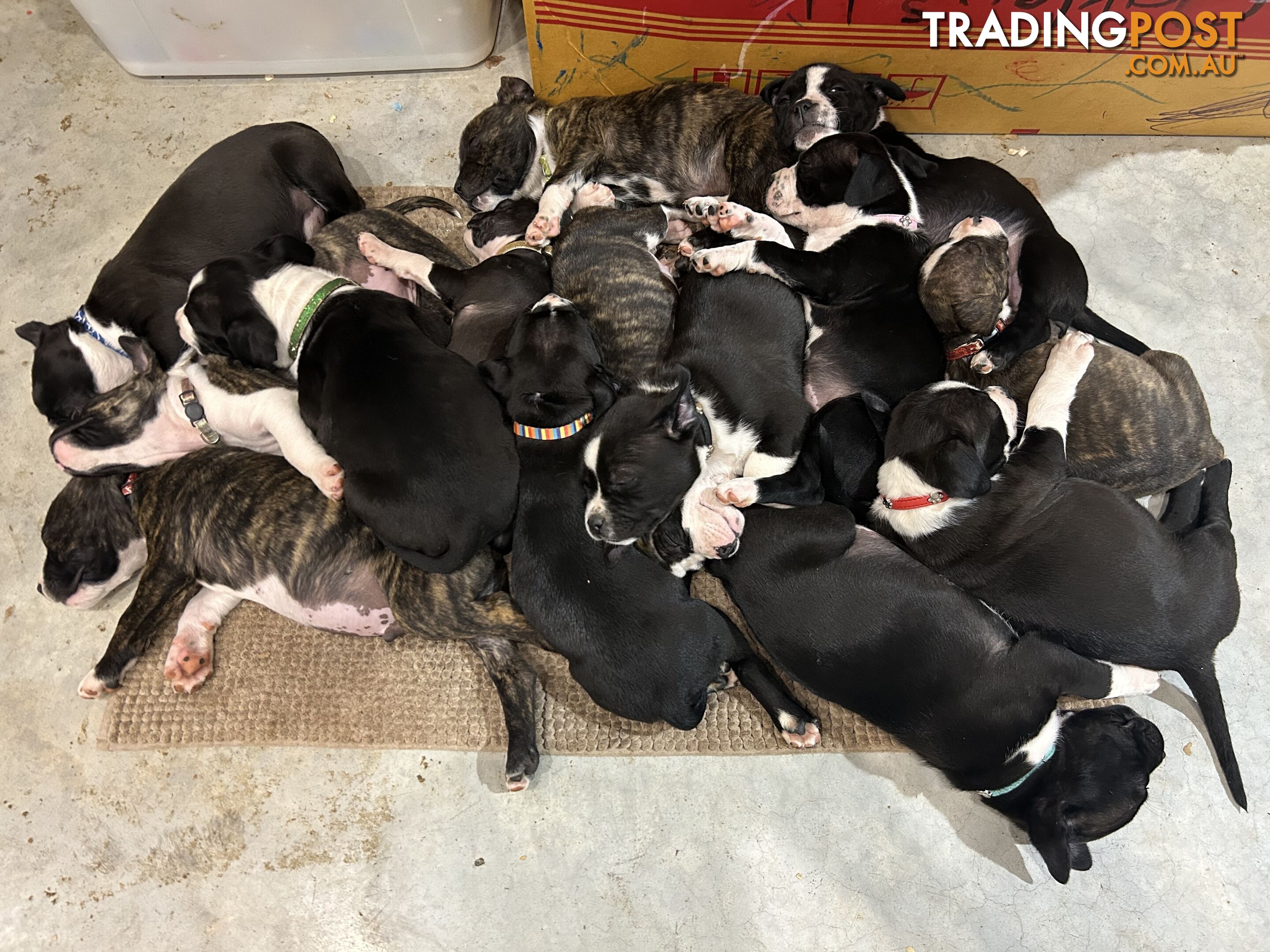 American Staffy Puppies. Need new homes ASAP!