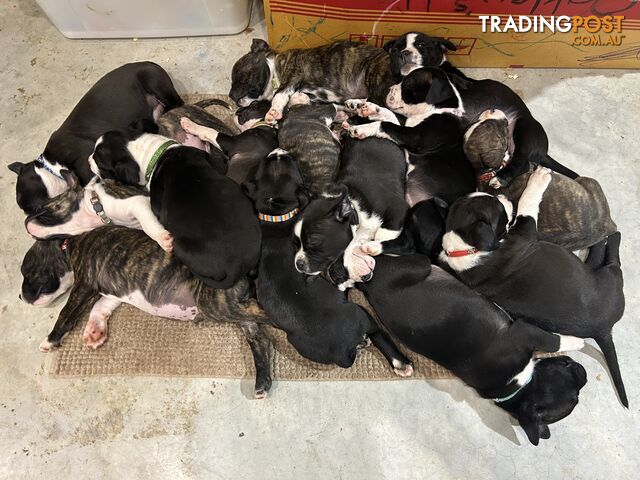 American Staffy Puppies. Need new homes ASAP!