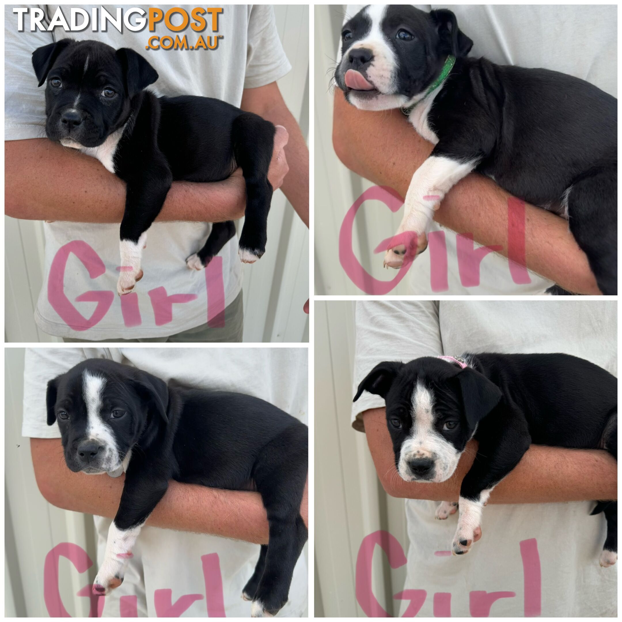 American Staffy Puppies. Need new homes ASAP!