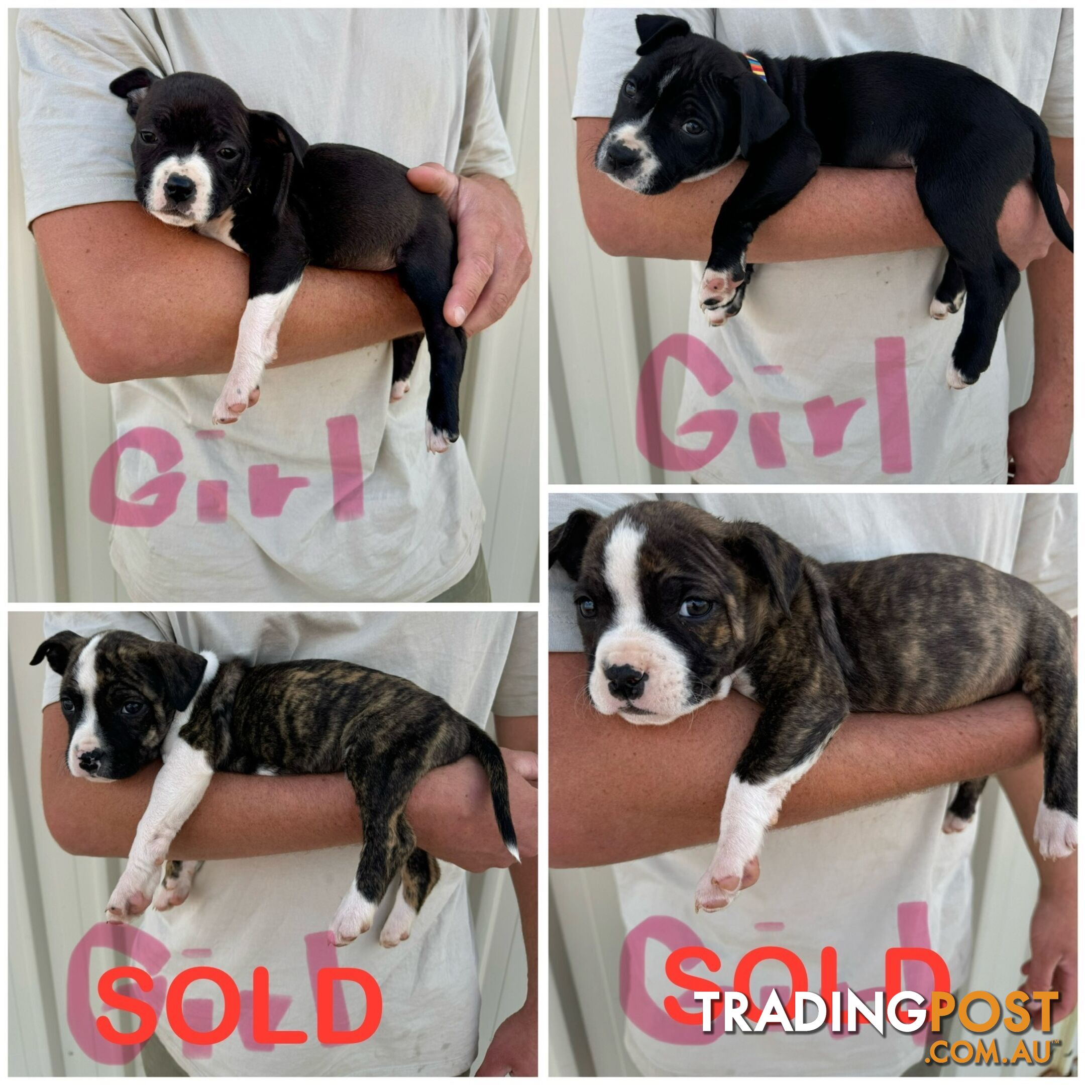 American Staffy Puppies. Need new homes ASAP!