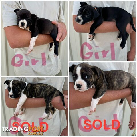 American Staffy Puppies. Need new homes ASAP!