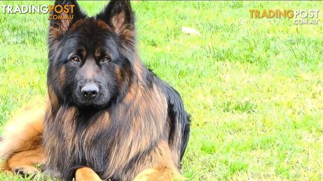 Long-coat-German-Shepherd-puppy