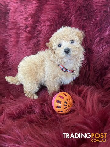 Toy poodle x and toy poodle males and females looking for their forever homes now