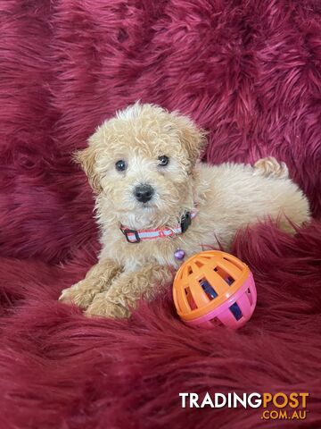 Toy poodle x and toy poodle males and females looking for their forever homes now