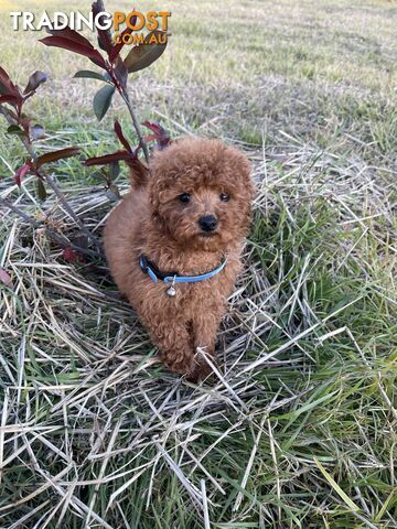 Toy poodle x and toy poodle males and females looking for their forever homes now