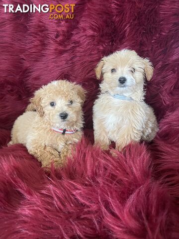 Toy poodle x and toy poodle males and females looking for their forever homes now