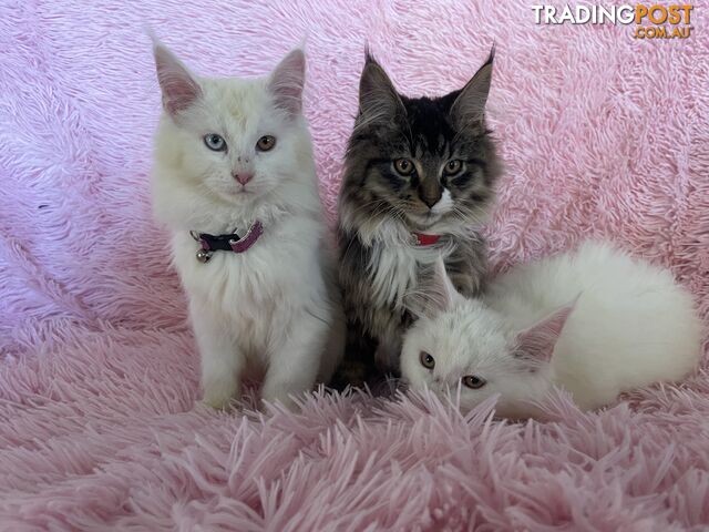 Pure Maine coon male and female kittens looking for loving homes now