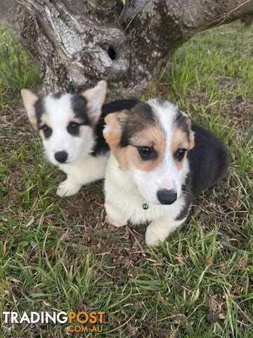 Pembroke corgi female and male puppies looking for forever loving homes now