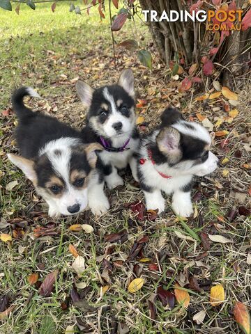 Pembroke corgi female and male puppies looking for forever loving homes now
