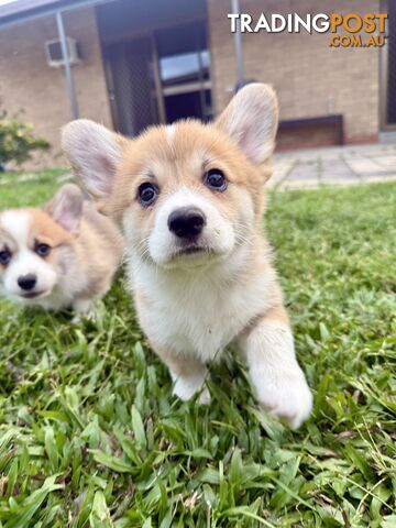 Pembroke Welsh Corgi Puppies