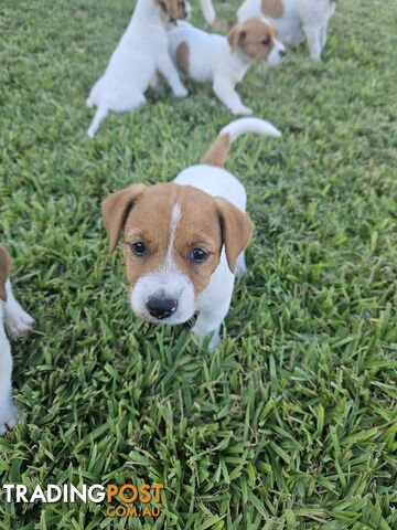 Only 3 available -  Jack Russlle Puppies